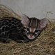 Illustration for article titled Important Developments in Cuteness: Ocelot Kitten
